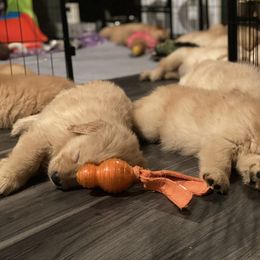 Golden Retriever and Siberian Husky Puppies from Nevani Goldens & Siberians