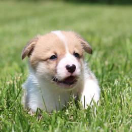 Royce - Red male Pembroke Welsh Corgi puppy in Fort Madison, Iowa from Bellwether Acres