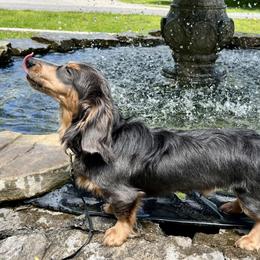Blue - Dachshund