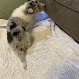 Collie Puppies from ColliesOklahoma