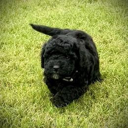 Flint- Price 1800. - Black and white male Aussiedoodle puppy in Midlothian, Texas from Gray Doodles