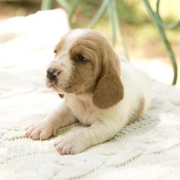Lila - Lemon and white Basset Hound puppy in Middle Ga 1.5 Hrs From Atlanta, Georgia from Mountain Ridge Basset Hounds