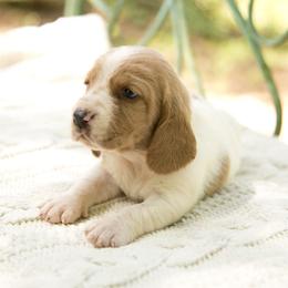 Lila - Lemon and white Basset Hound puppy in Middle Ga 1.5 Hrs From Atlanta, Georgia from Mountain Ridge Basset Hounds