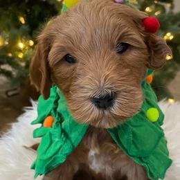 Female red - Goldendoodle puppy from Tails and Trails Doodles