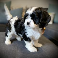 Cavachon, Cavalier King Charles Spaniel, and Cavapoo Puppies from Cavachon Love
