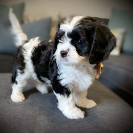 Cavachon, Cavalier King Charles Spaniel, and Cavapoo Puppies from Cavachon Love