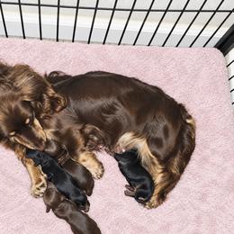Dachshund Puppies from Pine & Paws Dachshunds