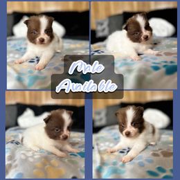 Chocolate Parti Male - Chocolate male Pomeranian puppy in Harrah, Oklahoma from Sunshines Pomeranians & Cavapoos