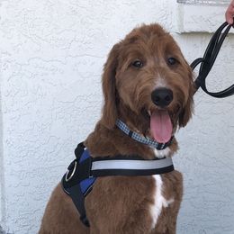 Jasper - Goldendoodle