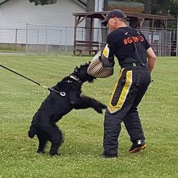 Giant Schnauzer All Grown Up from Vom Mutter Haus Working Riesenschnauzers