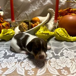MILO - Piebald male Dachshund puppy in Elizabethtown, Kentucky from Teeny Tiny Puppy Tails