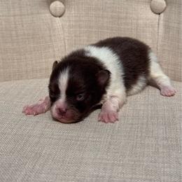Pinnacle - Chocolate parti male Pomeranian puppy in Canandaigua, New York from Fingerlakes Pomeranians