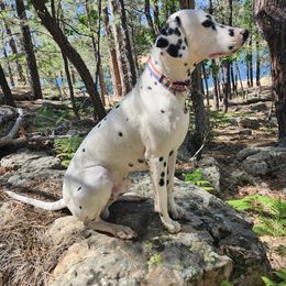 Dalmatian All Grown Up from Samba Flavors