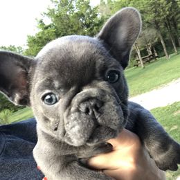 French Bulldog Puppies from Crooked C Ranch