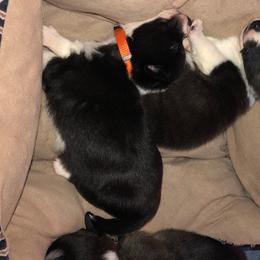 Cardigan Welsh Corgi Puppies from Heart & Soul Corgis