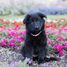 German Shepherd puppies from Coal Creek Shepherds