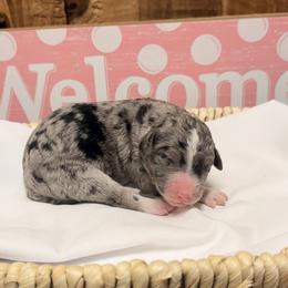 Girl 1 - Blue merle female Aussiedoodle puppy in Lavonia, Georgia from H & A Kennels