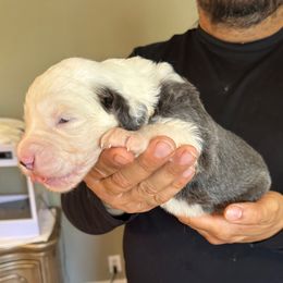 White boy - Blue gray and white male Sheepadoodle puppy in Riverside, California from Downtown Doodles & Frenchies