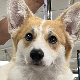 German Shepherds and Pembroke Welsh Corgis from Querencia German Shepherds and Corgis