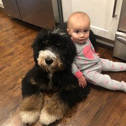 Bernedoodle All Grown Up from Backwoods Bernedoodles
