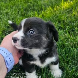 Oynx - Brindle and white female American Corgi puppy in Boise, Idaho from Porter Creek Corgis