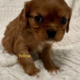 Cavalier King Charles Spaniel Puppies from Rhonda Davis