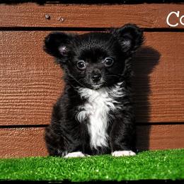 Girl 1 - Black and white female Chihuahua puppy in Demorest, Georgia from Sourpatch Chihuahuas