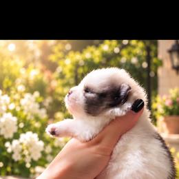 Victoria - Tri-colored female Pomeranian puppy in Grand Prairie, Texas from D’ Pomlovers