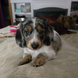 Aspen Barks - Dachshund