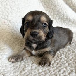 Dachshund Puppies from L & J Kennel