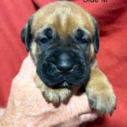 Navy Collar N - Fawn male Cane Corso puppy in Paris, Texas from Knucklehead Cane Corso