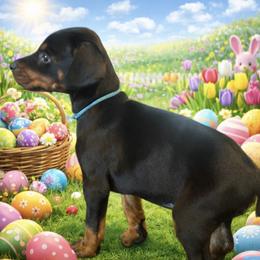Bugs Bunny - Black and rust male Doberman Pinscher puppy in Wellington, Ohio from Jossie J's Dobermans