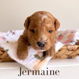Jermaine - Red  male Goldendoodle puppy in Melba, Idaho from KZ Doodles