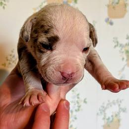 Girl 8 - female Alapaha Blue Blood Bulldog puppy in Grafton, Ohio from Eclipse Alapaha Kennels