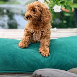 Boy 4 - Apricot male Goldendoodle puppy in Cocoa, Florida from The Beach Doodles