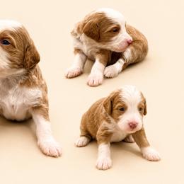 Jasper - Yellow and white male Bernedoodle puppy in Temecula, California from Country Hills Doodles