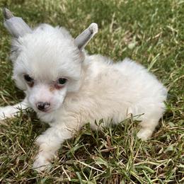 White with cream puff - Cream male Chinese Crested puppy in Rockvale, Tennessee from Cosmic Chinese Cresteds & Wind-Echo Poodles