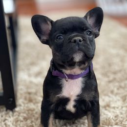 Bulldog, French Bulldog, and Pug Puppies from Royal destiny kennels
