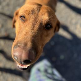 Mara - Labrador Retriever