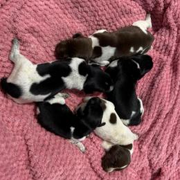Walker - Black roan male German Shorthaired Pointer puppy in Axton, Virginia from Red Clay Kennels