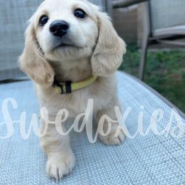 Dachshund Puppies from Swedoxies