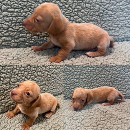 Cider - Red male Dachshund puppy in Pollok, Texas from Magnolia Kennels