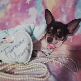 Peaches - Chocolate and tan female Chihuahua puppy in Bandera, Texas from Pup Cakes