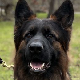 Mato - German Shepherd