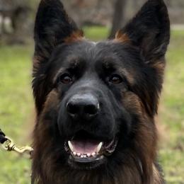Mato - German Shepherd