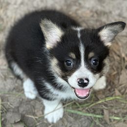 Pembroke Welsh Corgi Puppies from Diamond H Ranch Pembroke Welsh Corgis