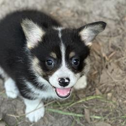 Pembroke Welsh Corgi Puppies from Diamond H Ranch Pembroke Welsh Corgis