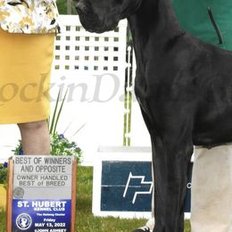 Great Danes from Rockin' Danes