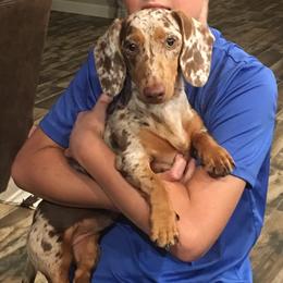 Freckles - Dachshund