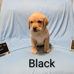 Black - Yellow female Labrador Retriever puppy in Parma, Idaho from Campbell Valley Labradors